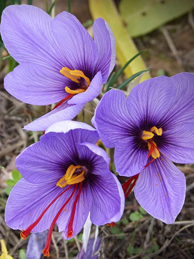 saffron flower