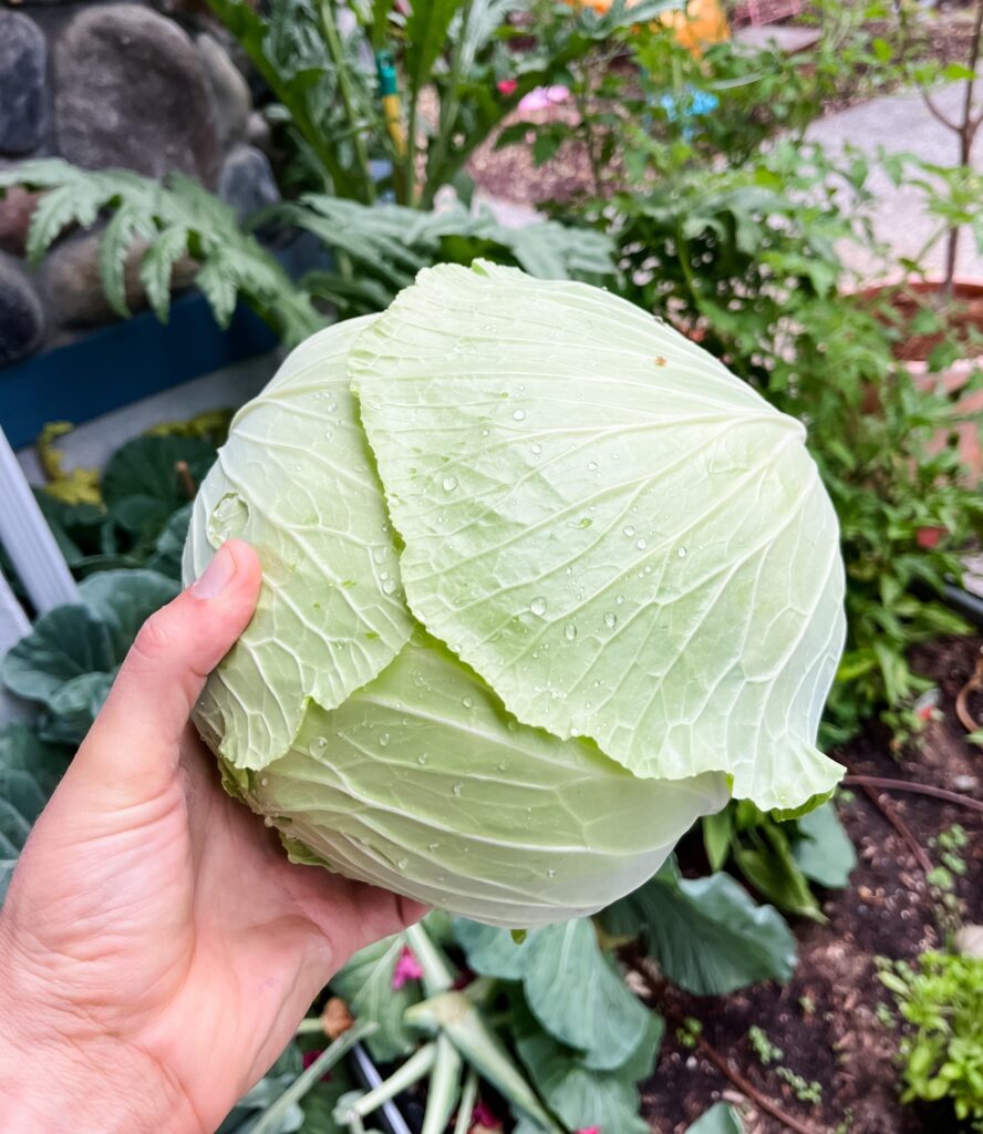 Cabbage